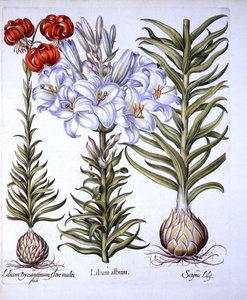 Madonna Lily and Bulb, Red Martagon of Constantinople, from Hortus Eystettensis